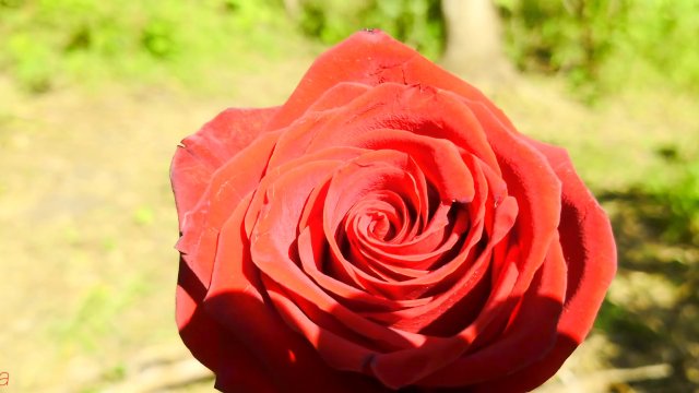 Mesmeriza_compilation_12_Isl..