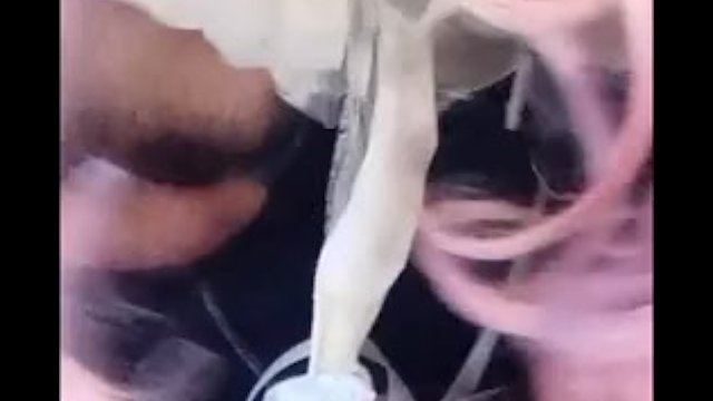 MissLexiLoup trans female..